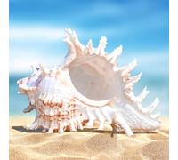 Coquillages Naturels Grandes, Coquillage Géant Decoration, Grands Coquillages Décoratifs, Grandes Coquilles d'Océan, Coquillages pour Aquarium, Décoration de Mariage et Maison, Fête à Thème Plage