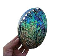 Coquillages naturels, Grandes coquillages d'ormeau naturels, coquillage, artisanat de plage poli d'un côté, parfait(14cm)