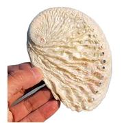 Coquillages naturels, Grandes coquillages naturels 8~12Cm, coquille d'ormeau ondulée, décoration d'aménagement paysager for aquarium(10~11cm)