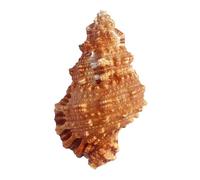 Coquillages naturels, Grandes coquillages naturels énormes, coquille de conque for remplissage Vase, plantes aériennes, Aquarium De(78cm)