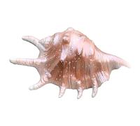 Coquillages naturels, Grandes coquilles de conques, d'océan for décoration mariage, décorations fête à thème plage for la maison(B)