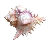 Coquillages naturels, Grandes coquilles de conques, d'océan for décoration mariage, décorations fête à thème plage for la maison(C)