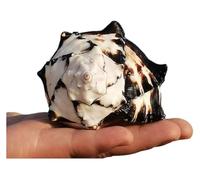 Coquillages naturels, Grandes coquilles de croissance crabe ermite, parfaites for la décoration maison, fête à thème sur plage(L)