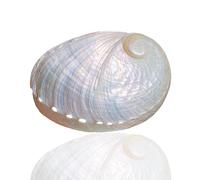 Coquille de mer naturelle. 1 grand coquillage d'ormeau blanc naturel rare de 8 à 9 cm for décoration de la maison, bricolage, aquarium