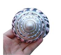 Coquille de mer naturelle. 1 pièce de 10 à 11 cm de grande taille, coquillage naturel rare et véritable, parfait for les aquariums, les décorations for la maison, les superbes cadeaux, les fêtes à thè