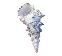 Coquille de mer naturelle. Coquillages de mer naturels énormes, grande coquille de conque naturelle 10/11 cm, grandes coquilles de conque naturelles coquilles de crabe ermite for remplissage de Vase