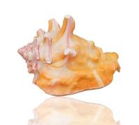 Coquille de mer naturelle. Coquillages de mer rouges naturels, escargot de mer en spirale de conque océanique, coquillages de collection, coquillage décoratif, maison de bernard-l'ermite, aquarium (8-