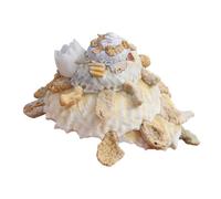 Coquille de mer naturelle. Coquillages naturels, conque de l'océan 8 cm, coquillages parfaits for la décoration de mariage, fête sur le thème de la plage, décorations for la maison