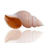 Coquille de mer naturelle. Coquillages naturels énormes, grande coquille de conque naturelle, grande conque naturelle de 8 à 10 Cm, idéale for une fête à thème sur la plage(9/10cm)