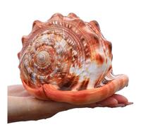 Coquille de mer naturelle. Coquillages naturels énormes, grande coquille de conque naturelle, grandes coquilles de mer naturelles for paysage, aquarium, décoration de sol, ornements(14~14.5cm)