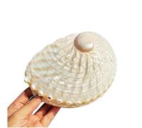 Coquille de mer naturelle. Coquillages naturels énormes, grande coquille de conque naturelle, grandes coquilles d'ormeau naturelles 15-16 cm, coquille d'ormeau polie sur un côté