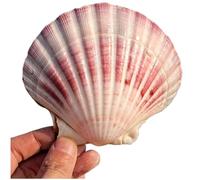 Coquille de mer naturelle. Coquillages naturels énormes, grande coquille de conque naturelle, grandes coquilles de mer naturelles for paysage, aquarium, décoration de sol, ornements(11~12CM)