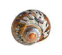Coquille de mer naturelle. Coquillages naturels énormes, grandes coquilles de conque naturelles coquilles de crabe ermite taille d'ouverture 0,6~2 pouces fournitures de crabe ermite coquilles de cra