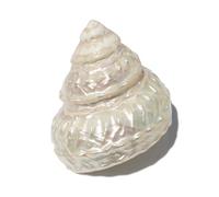 Coquille de mer naturelle. Coquillages naturels énormes, grandes coquilles de conque naturelles, coquillages naturels, cône de perles d'océan, coquillages de 6 à 11 Cm(7cm)