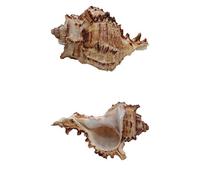 Coquille de mer naturelle. Coquille de crabe ermite 2 pièces Turbo coquillage conque de mer naturelle maison de crabe ermite 0,78-1,57 pouces