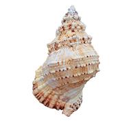 Coquille de mer naturelle. Énormes coquillages géants de conque océanique, parfaits for la décoration de mariage, les fêtes sur le thème de la plage, les décorations for la maison, les loisirs créatif