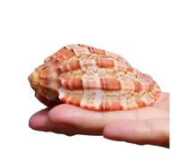 Coquille de mer naturelle. Grands coquillages naturels de 7 à 10 cm, coquillages de conque, coquillages de crabe ermite for décoration de mariage, fête sur le thème de la plage, décorations for la mai