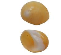 Coquille de mer naturelle. Lot de 2 coquillages de crabe ermite for la croissance des coquillages de mer Turbo, fournitures de décoration for la maison, 0,78 à 1,57 pouces