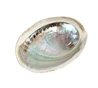 Coquille d'Ormeau/Abalone Naturelle 10-12cm