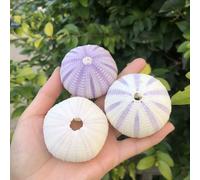 Coquille d'ormeau rose naturelle, décoration créative DIY de style méditerranéen, pot pour plantes aériennes et succulentes, support de présentation Gossip Green 7-8cm