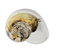 Coquilles de crabe ermite,Coquilles de crabe ermite transparentes | Coquilles de crabe ermite en verre faites à la main,Décoration de plage, Art avec coquillages, Ornements d'aquarium