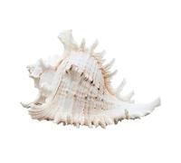 Coquilles de mer Coquilles de mer mixtes, Coquillages for l'artisanat Grand coquillage de conque Escargot Des milliers d'escargots Coquillages de corail Escargot naturel Turban Conque Cadeaux à la mai