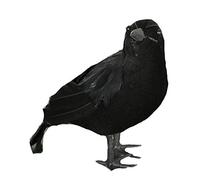 Corbeau Noir