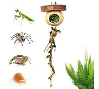 Corde d'escalade pour Reptiles Décoration pour Cage de mante Religieuse