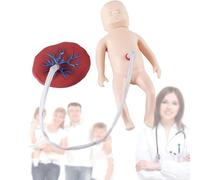 Cordon ombilical néonatal placenta anatomique, outil d'enseignement réaliste en obstétrique et gynécologie pour l'éducation médicale