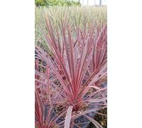 Cordyline austalis PINK PASSION 'Seipin' / Conteneur de 3 à 4 litres