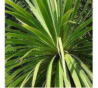 Cordyline australe