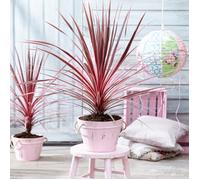 Cordyline australe Charly Boy