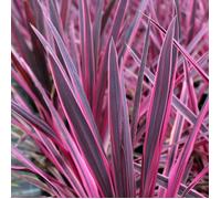 Cordyline australis 'Pink Passion' Palmier chou Arbuste Persistant en Pot - Idéal pour les Massifs, les Bordures et plus encore