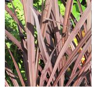 Cordyline australe Purpurea