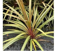 Cordyline australe 'Red Heart' ? Cordyline australis 'Red Heart' 60/90cm Pot 12L