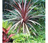 Cordyline australe ""Red Star"" (9 cm)