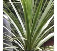Cordyline australe ""Vert Atlantique"" (9 cm)