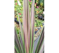 Cordyline australis 'Chocolate mint' / Conteneur de 3 à 4 litres