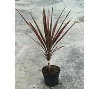Cordyline australis 'Coral' / Cordyline Faux-Dracaena/Conteneur de 2 à 2.9 litres