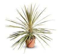 Cordyline australis 'Dazzler' Lys à massue, 100 cm, pot de 10 L, Plante de jardin rustique pour l'intérieur et l'extérieur