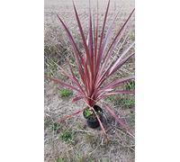 Cordyline australis 'Pacific Sunrise' / Cordyline australe 'Pacific Sunrise' / Conteneur de 5 à 6 litres