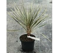 Cordyline australis 'Pink Champagne' / Cordyline Faux-Dracaena/Conteneur de 2 à 2.9 litres