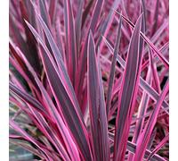 Cordyline australis 'Pink Passion' Palmier chou Arbuste Persistant en Pot - Idéal pour les Massifs, les Bordures et plus encore