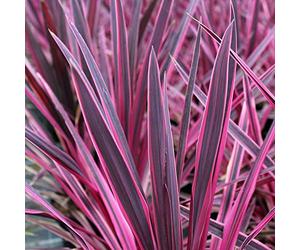 Cordyline australis 'Pink Passion' Palmier chou Arbuste Persistant en Pot - Idéal pour les Massifs, les Bordures et plus encore