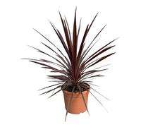Cordyline australis « Red Star » Lys géant, 100 cm, pot de 10 l, plante de jardin rustique pour l'intérieur et l'extérieur