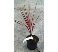 Cordyline australis 'Southern Splendour' / Cordyline australe 'Southern Splendour' / Conteneur de 2 à 2.9 litres