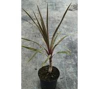 Cordyline australis 'Sundance' / Cordyline Faux-Dracaena/Conteneur de 2 à 2.9 litres