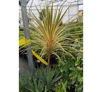 Cordyline australis 'Torbay Dazzler' / Cordyline australe 'Torbay Dazzler' / Conteneur de 12 à 15 litres