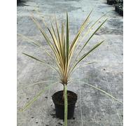 Cordyline australis 'Torbay Dazzler' / Cordyline australe 'Torbay Dazzler' / Conteneur de 2 à 2.9 litres