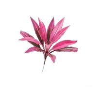 Cordyline Fruticosa artificielle 55 cm, faux arbre Dracaena réaliste avec 17 feuilles pour décoration intérieure et extérieure (18 branches)
